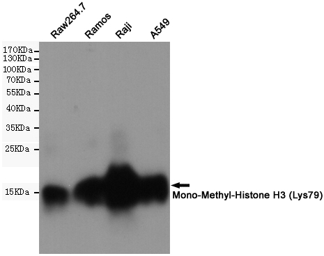 MonoMethyl-Histone H3 (K80) Ab