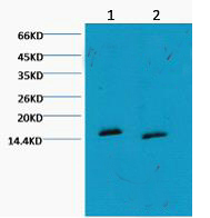 MonoMethyl-Histone H3 (K80) Ab