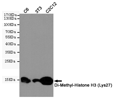 DiMethyl-Histone H3 (K28) Ab