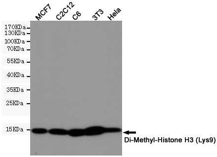 DiMethyl-Histone H3 (K9) Ab