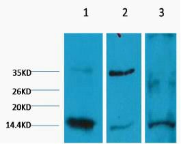 DiMethyl-Histone H3 (K9) Ab