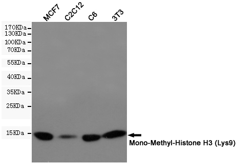 MonoMethyl-Histone H3 (K10) Ab