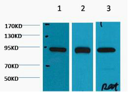 Hsp90 beta Ab