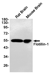 Flotillin 1 Ab