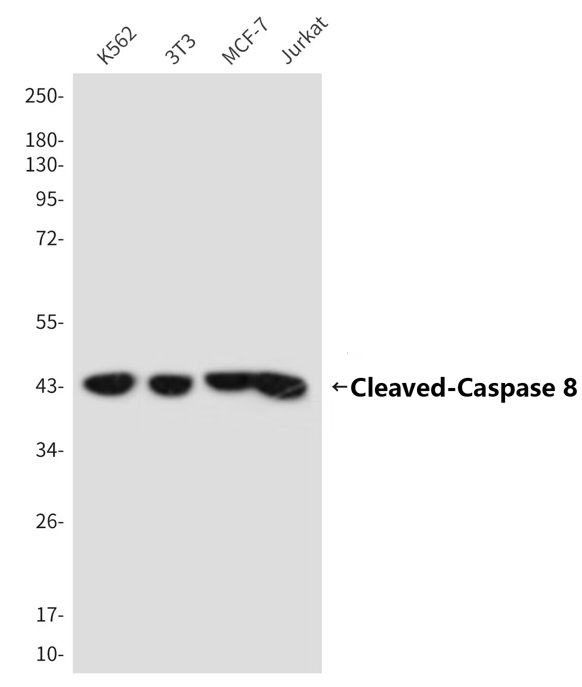 Cleaved-Caspase 8 p18 Ab