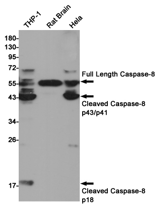 Cleaved-Caspase 8 p18 Ab