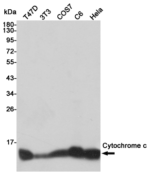 Cytochrome C Ab