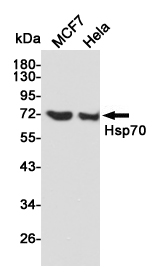 Hsp70 Ab