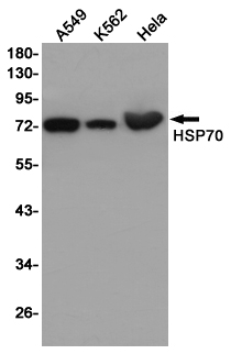 Hsp70 Ab