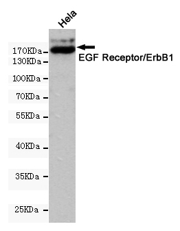 EGFR Ab