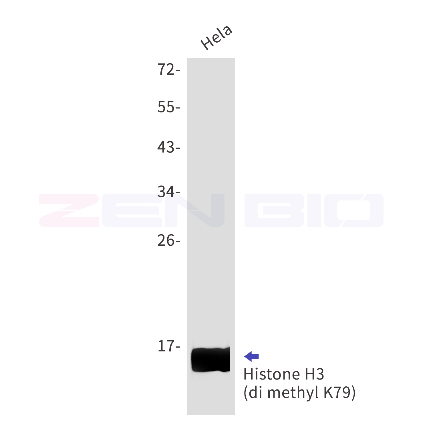 DiMethyl-Histone H3 (K80) Ab