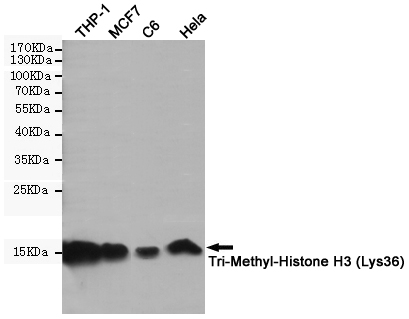 TriMethyl-Histone H3 (K37) Ab