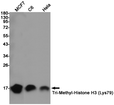 TriMethyl-Histone H3 (K80) Ab