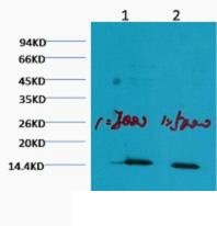 MonoMethyl-Histone H3 (K80) Ab