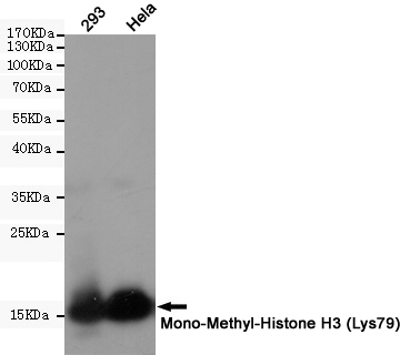 MonoMethyl-Histone H3 (K80) Ab