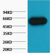 alpha 1B Tubulin Ab