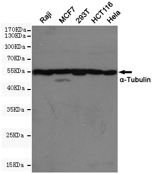 alpha 1B Tubulin Ab