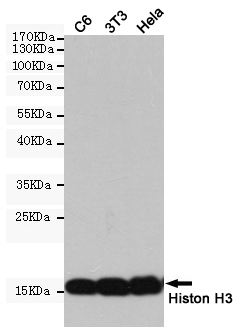 Histone H3 Ab