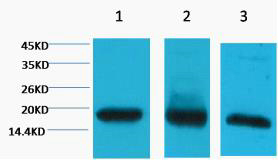 Histone H3 Ab