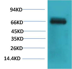 Bovine serum albumin Ab