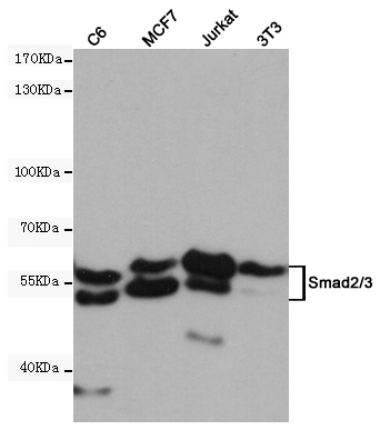 SMAD2/3 Ab