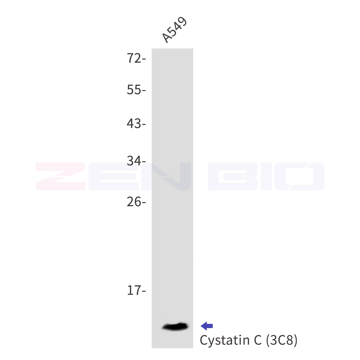 Cystatin C Ab