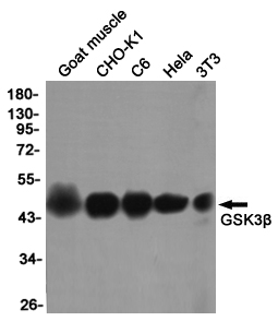 GSK 3 beta Ab