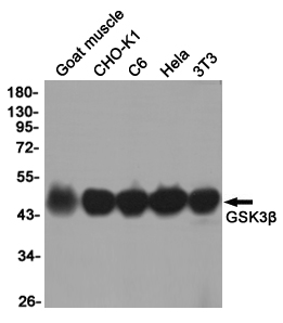 GSK 3 beta Ab