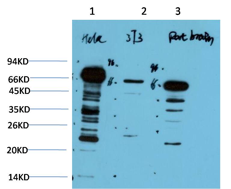 Ubiquitin Ab