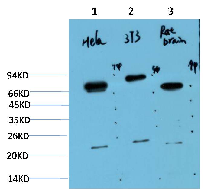 Ubiquitin Ab