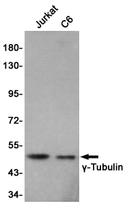 gamma 1 Tubulin Ab