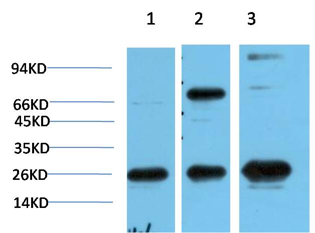 CBX3 Ab