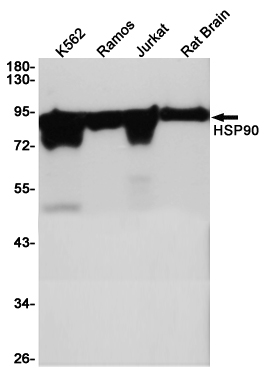 Hsp90 alpha Ab