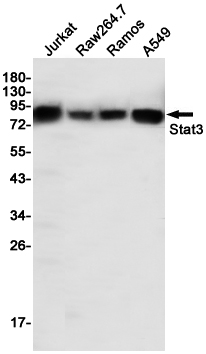 STAT3 Ab