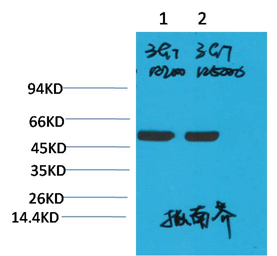 Rubisco large chain Ab