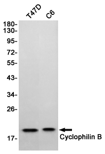 Cyclophilin B Ab