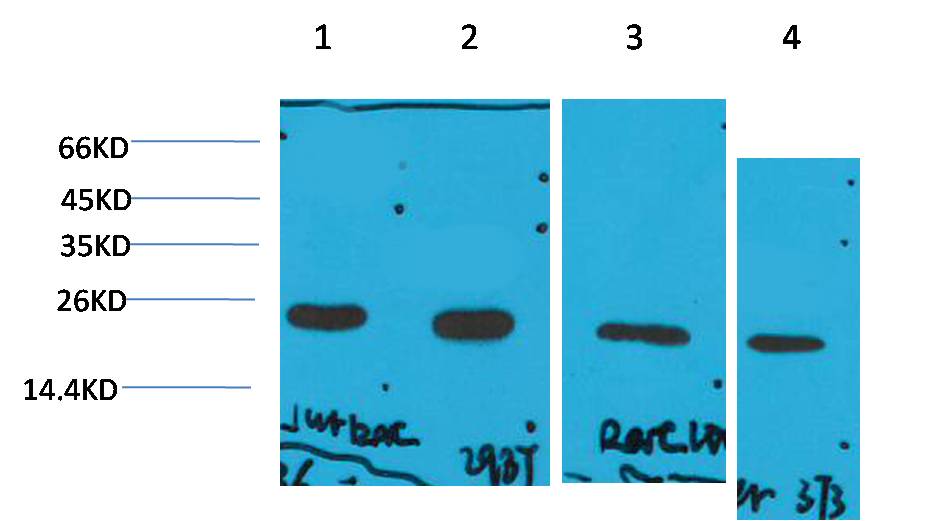 Cyclophilin B Ab