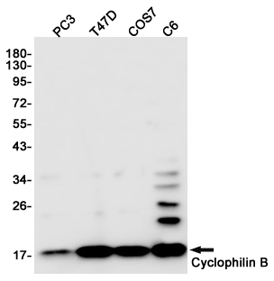 Cyclophilin B Ab