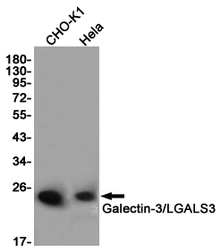 Galectin 3 Ab