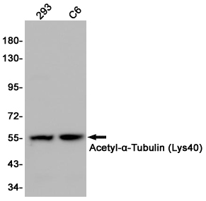 Acetyl-alpha 1B Tubulin (K40) Ab