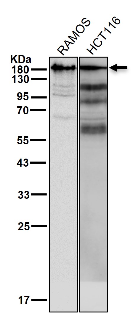 CD45 Ab