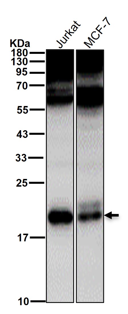 p21 CDKN1A Ab