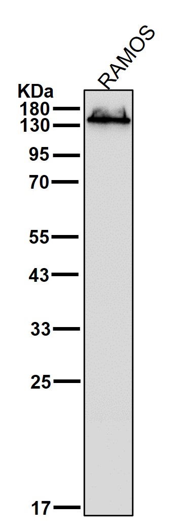 CD22 Ab