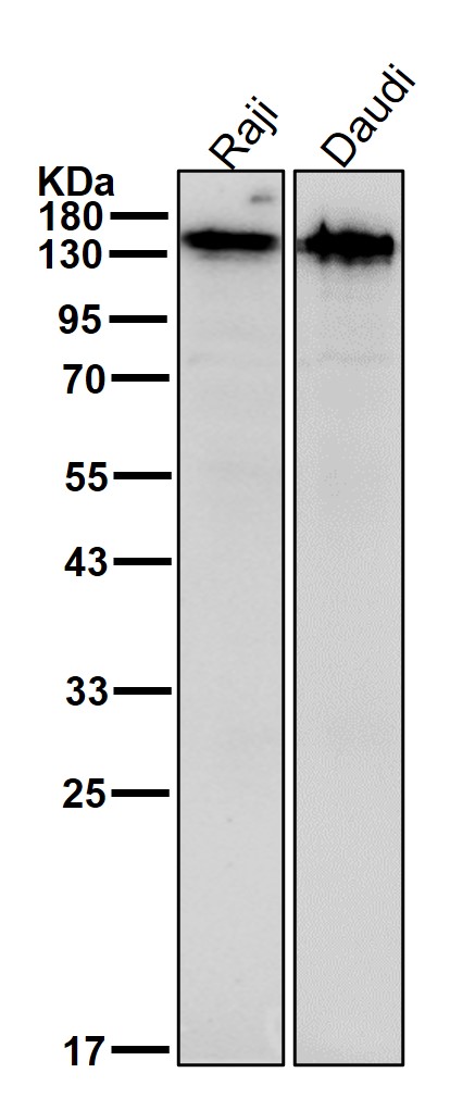 CD22 Ab