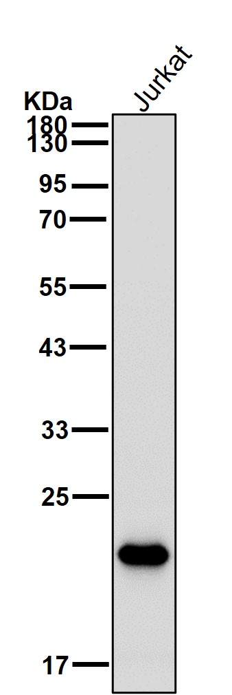 CD3 epsilon Ab