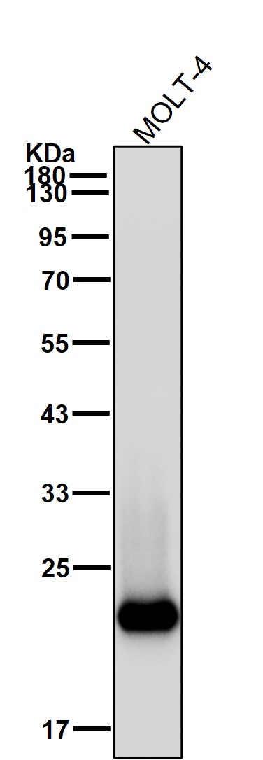 CD3 epsilon Ab