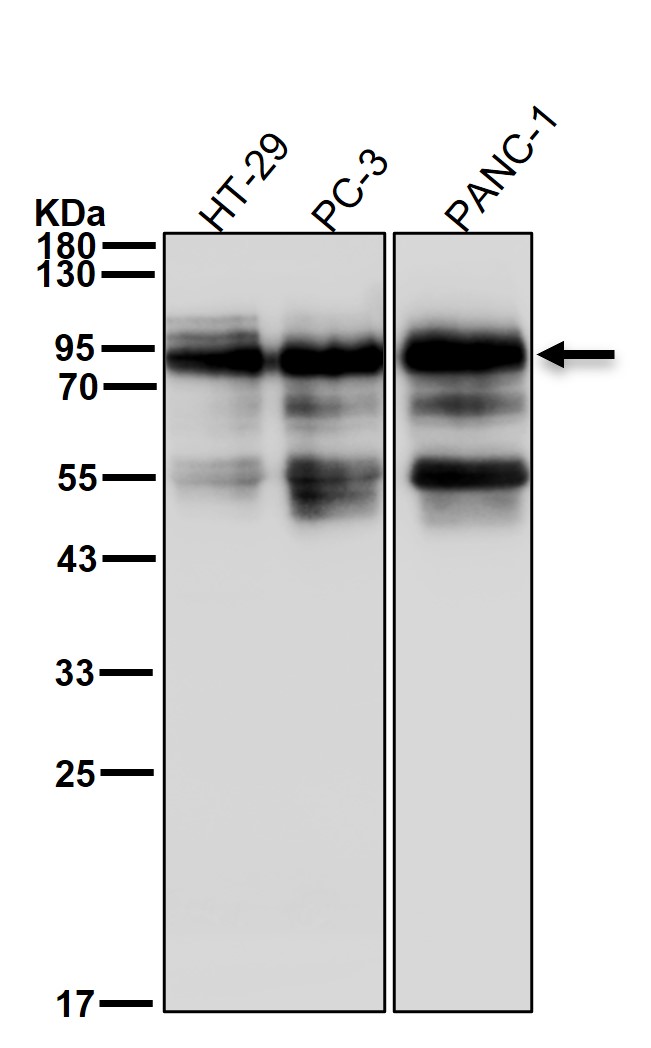 CD44 Ab