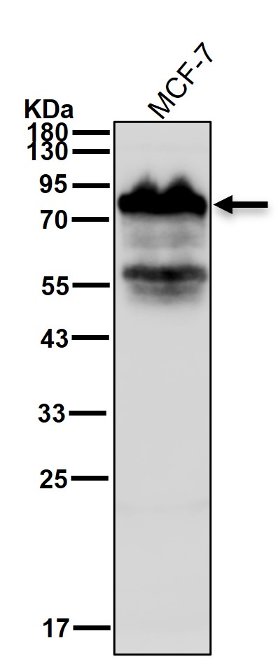 CD44 Ab