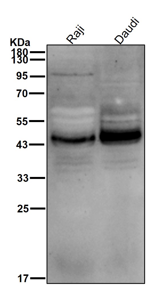 CD38 Ab