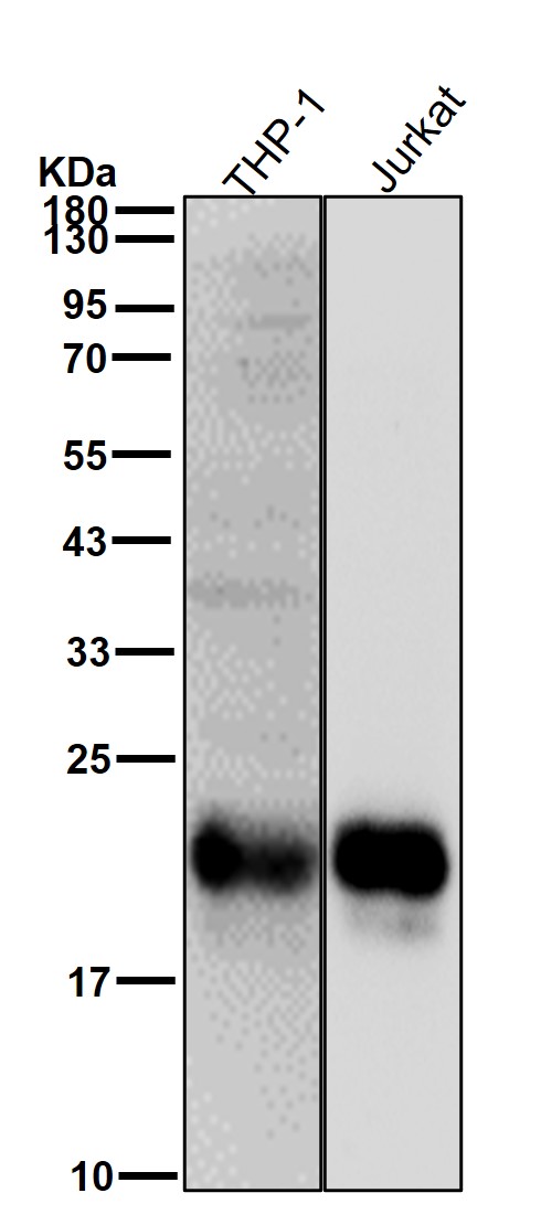 CD3 epsilon Ab